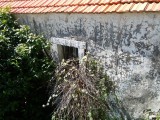 16. kapari rastu sa prozora